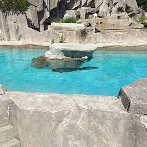 Harbor Seal mom and pup; polar bear exhibit back ground