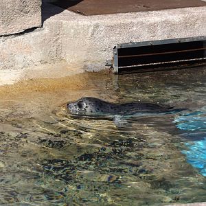 Harbor Seal Pup