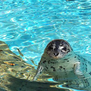 Harbor Seal Pup