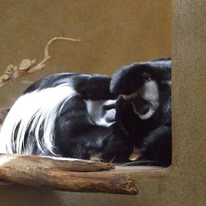 Black and White Colobus Monkeys