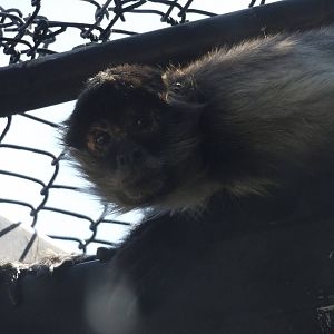 Black- handed Spider Monkey