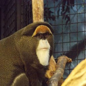 DeBrazza Monkey (Temporary)