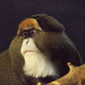 Harry the DeBrazza Monkey (Temporary)
