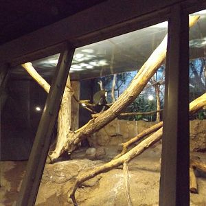 Debrazza / Diana Monkey Exhibit