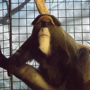 DeBrazza Monkey (Temporary)