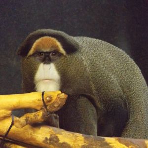 Harry the DeBrazza Monkey (Temporary)