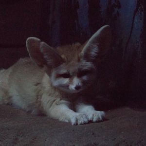 Fennec Fox