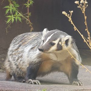 The Elusive American Badger