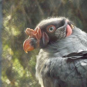 King Vulture