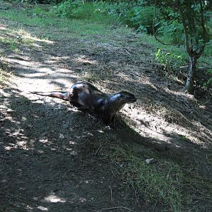 American River Otter
