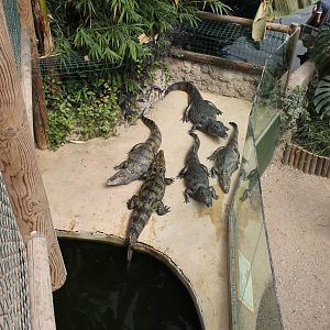 Caiman Enclosure