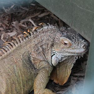 Iguana