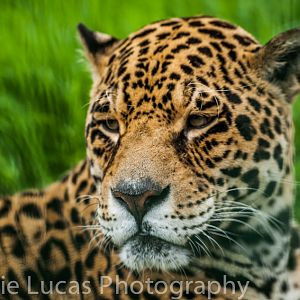 Male Jaguar