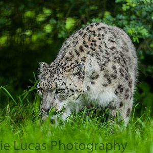 Female Snow Leopard
