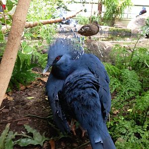 Victoria Crowned Pigeon