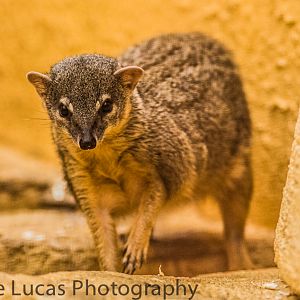 Narrow-striped mongoose