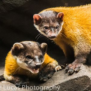 Northern yellow-throated marten
