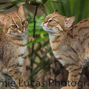 Rusty Spotted Cats