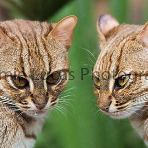 Rusty Spotted Cats