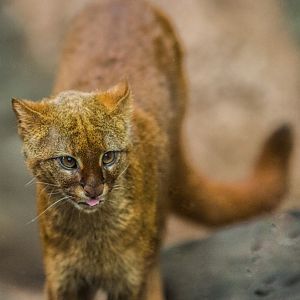 Jaguarundi