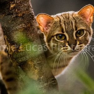 Rusty Spotted Cats