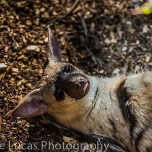 Eastern Aardwolf