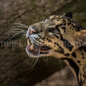 Male Clouded Leopard