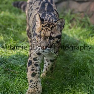Clouded Leopard Cub