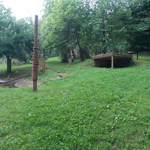 Asiatic Lion Exhibit