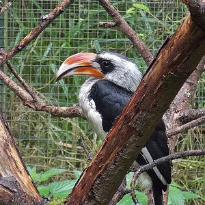 Von der Decken's Hornbill