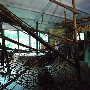 Western Lowland Gorilla House