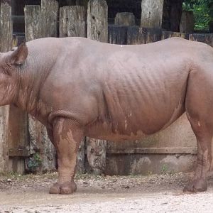 Black Rhinoceros