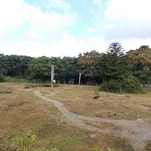 African Elephant Exhibit
