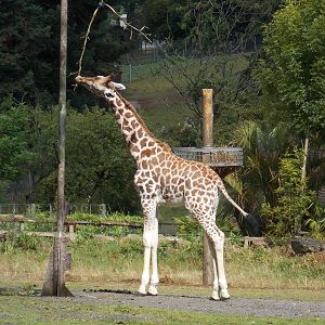 Rothschild's Giraffe