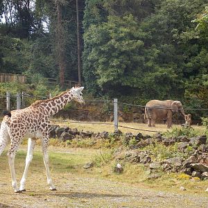 Rothschilds Giraffe and African Elephant
