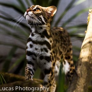 Leopard Cat
