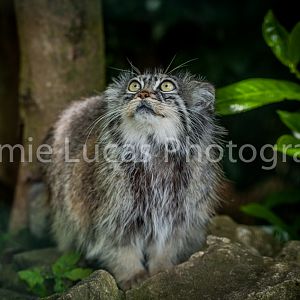 Pallas Cat