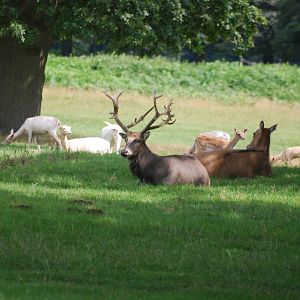Deer at Houghton Hall