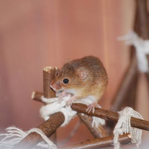 Eurasian harvest mouse