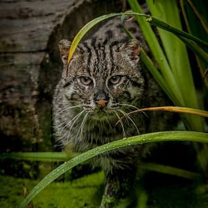 Fishing Cat
