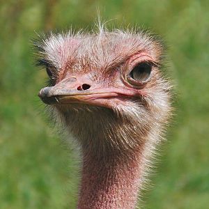 Red-Necked Ostrich
