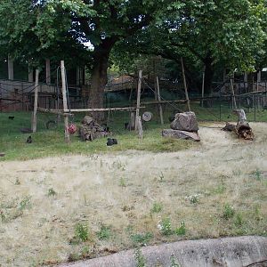 Macaque Exhibit
