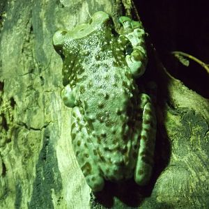 Amazon Milk Frog