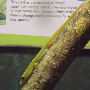 Day Gecko