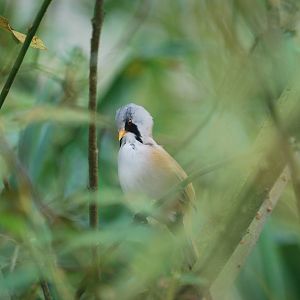Bearded reedling
