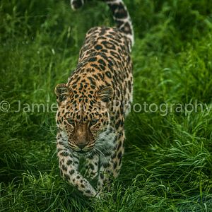 Amur Leopard