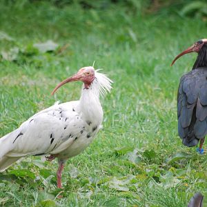 Normal and white Waldrapp ibis