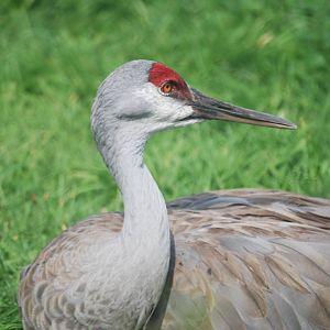 Florida sandhill crane