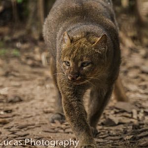 Jaguarundi