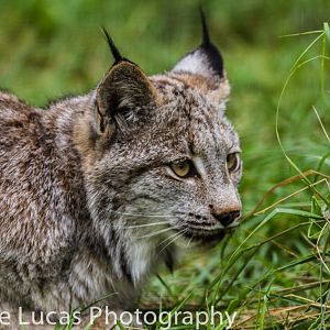 Canadian Lynx